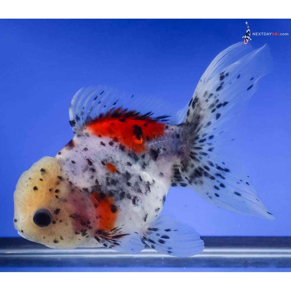 5.5” Imported Calico Oranda