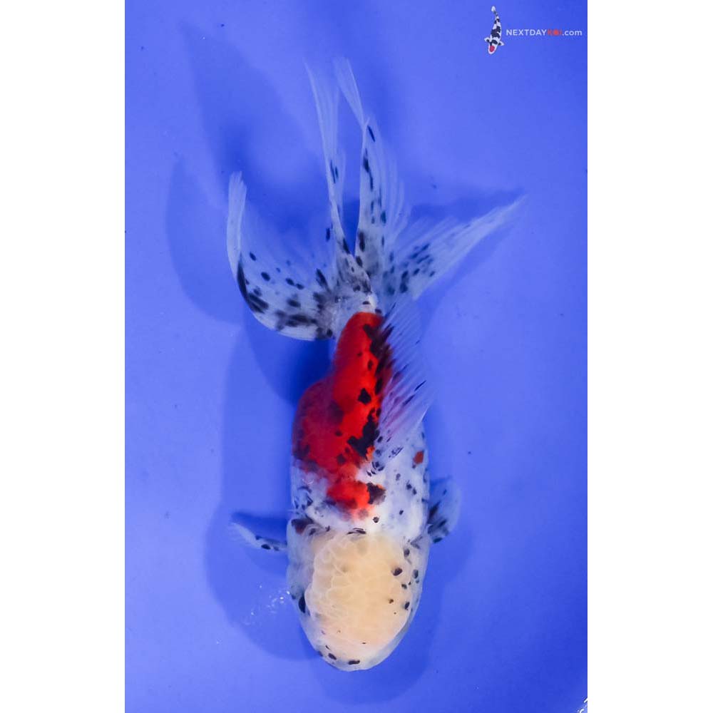 5.5” Imported Calico Oranda