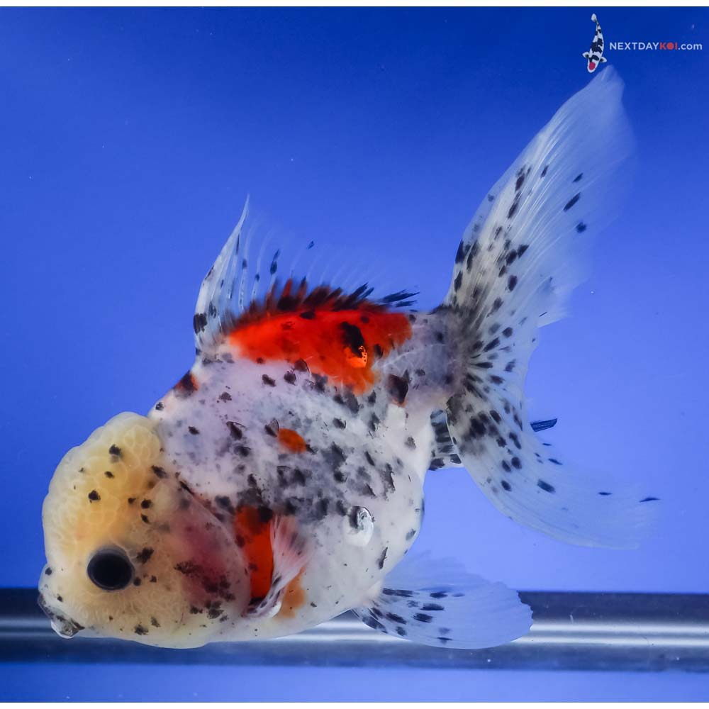 5.5” Imported Calico Oranda