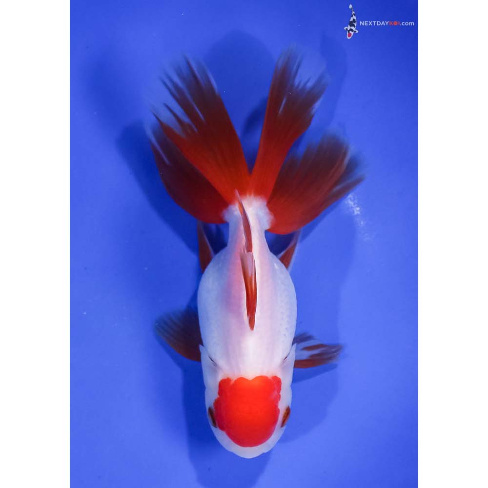 5.5” Imported Redcap Oranda