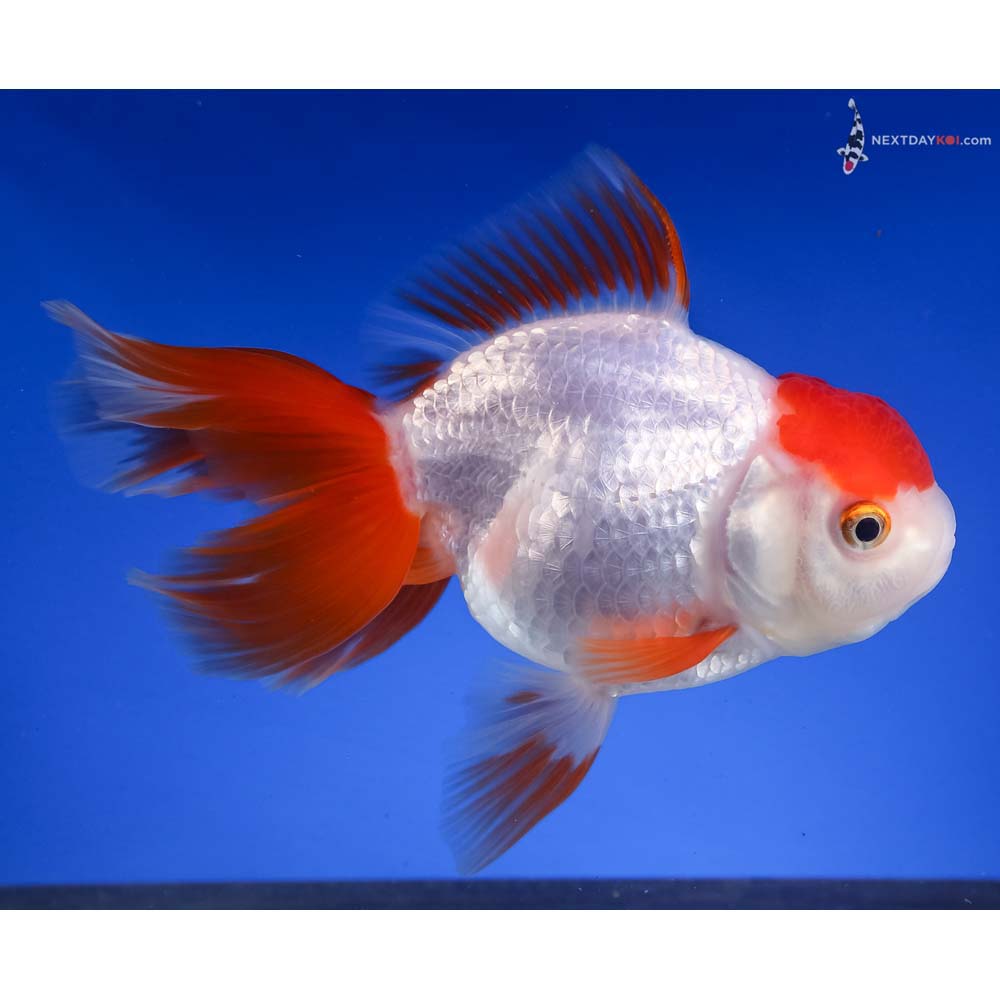 5.5” Imported Redcap Oranda