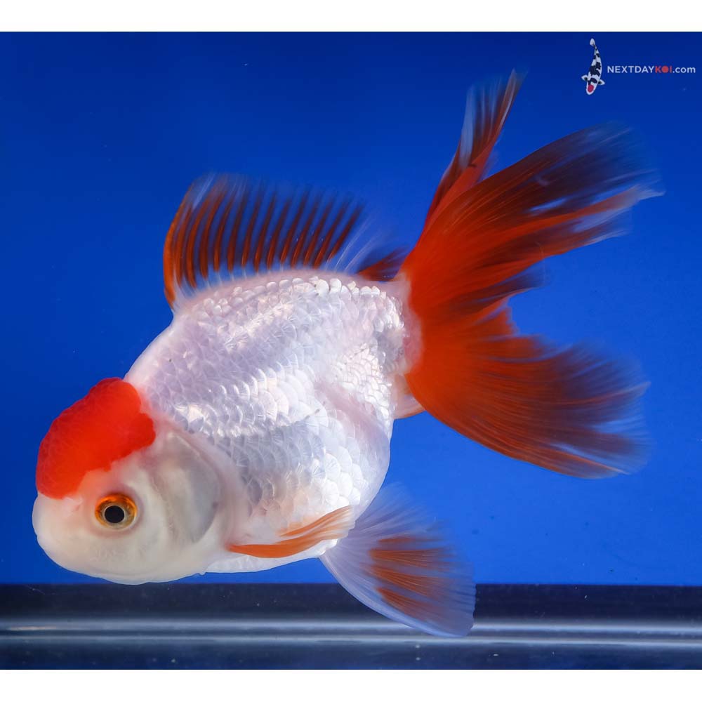 5.5” Imported Redcap Oranda