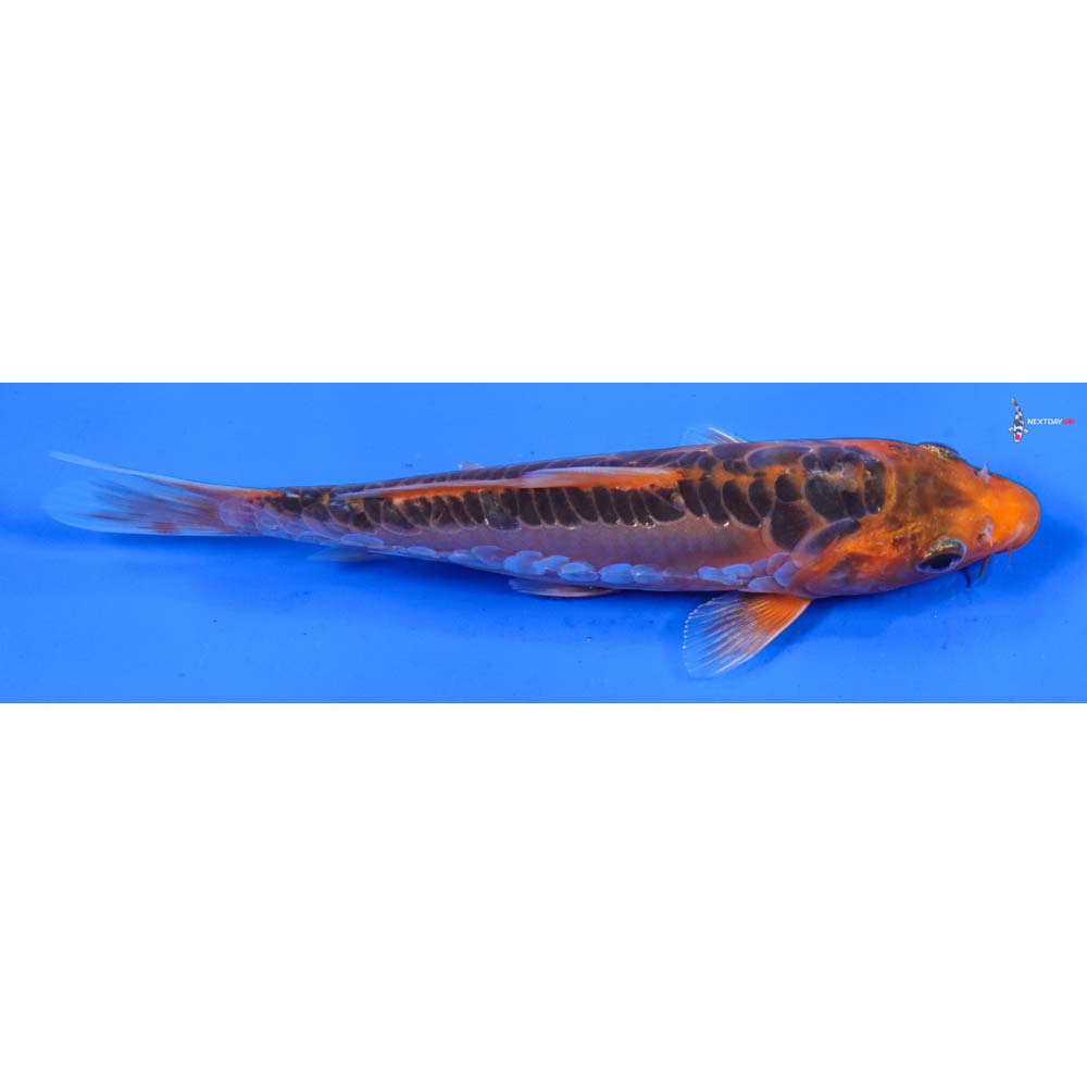 6” Imported Hana Shusui