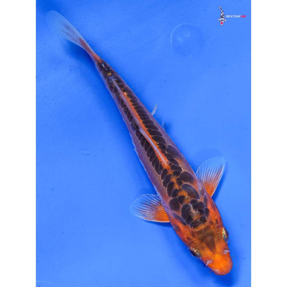 6” Imported Hana Shusui