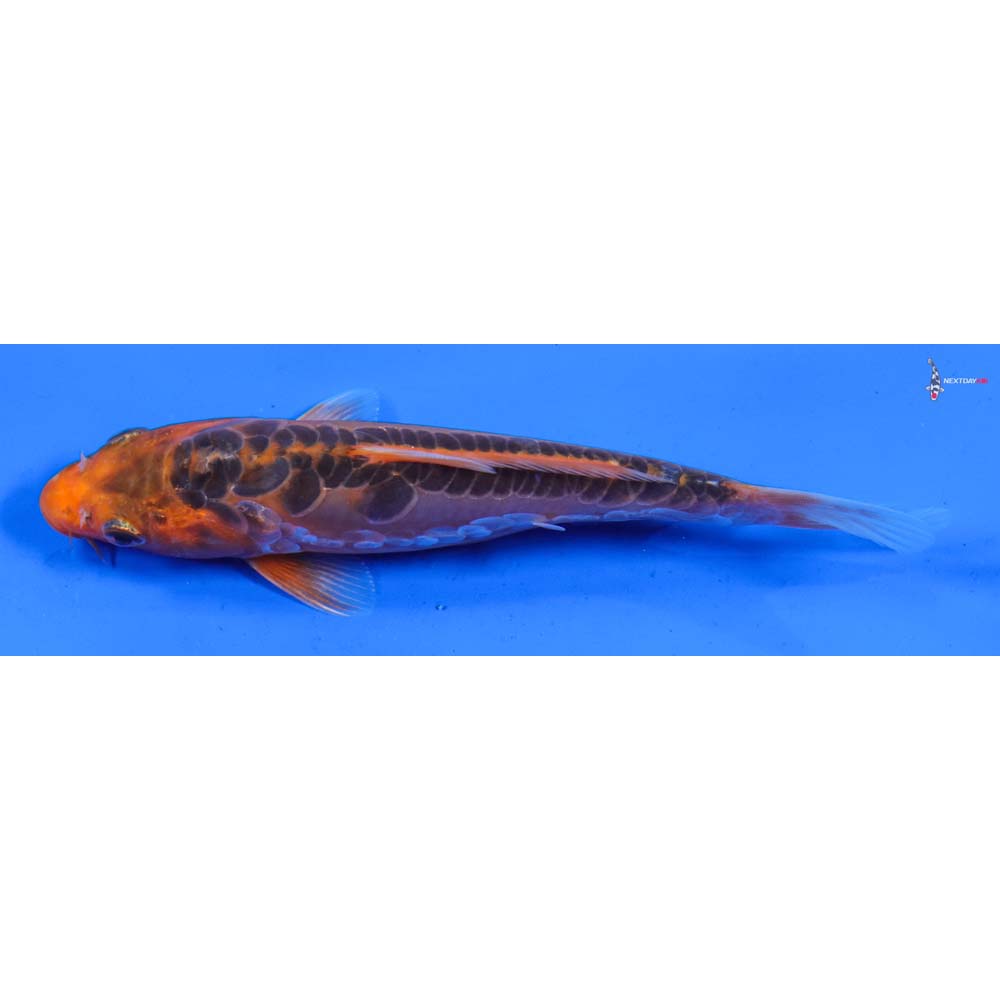 6” Imported Hana Shusui