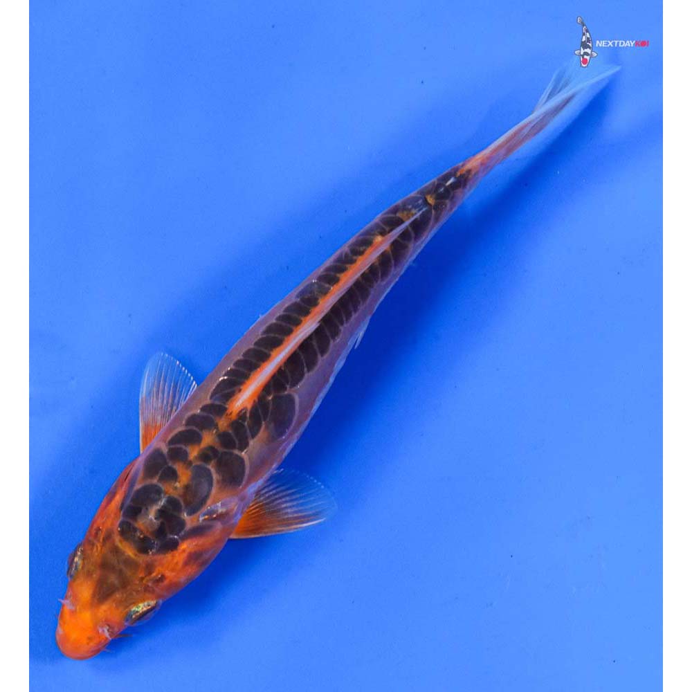6” Imported Hana Shusui