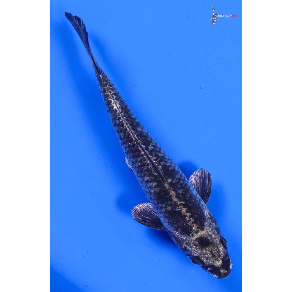 6” Imported Gin Matsuba