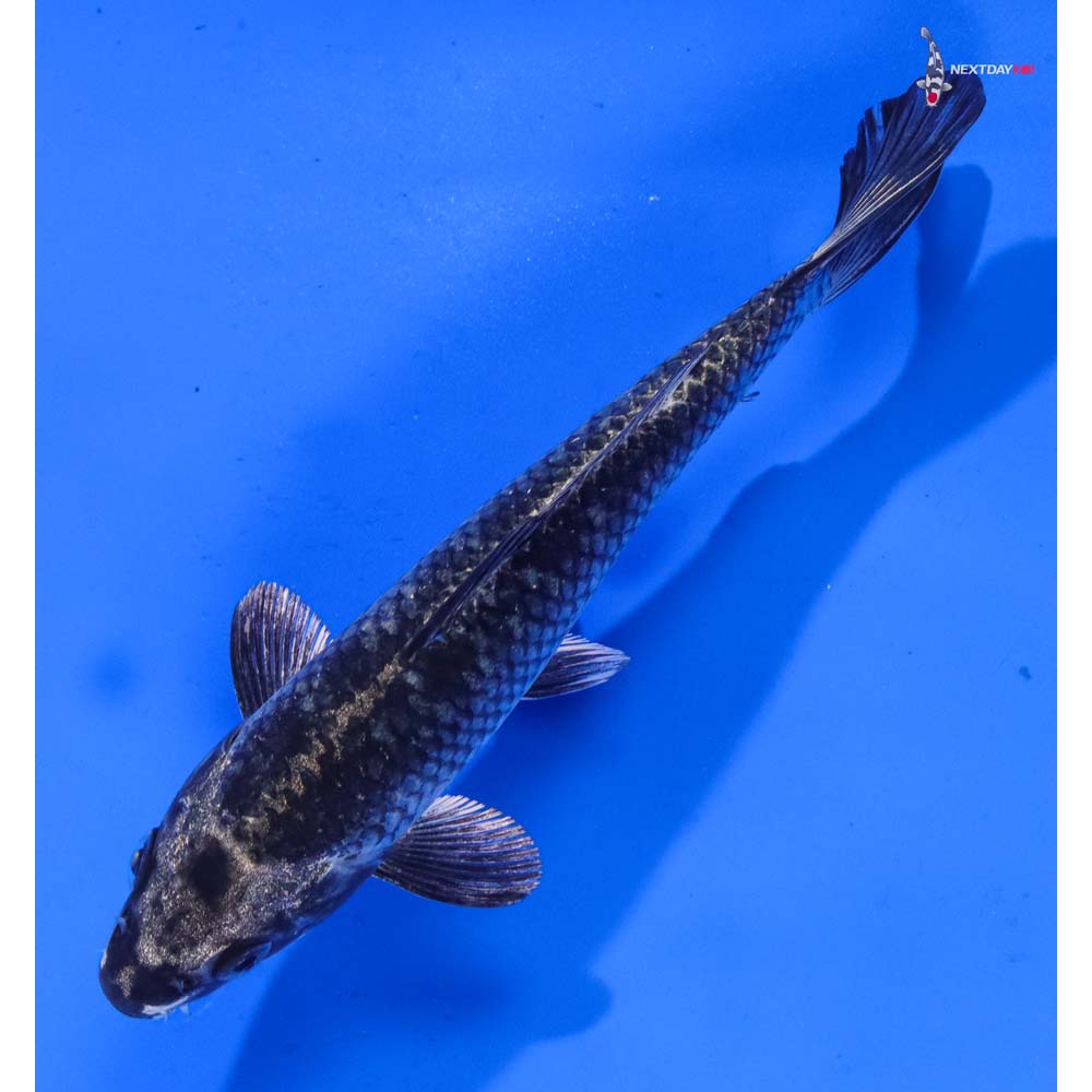 6” Imported Gin Matsuba