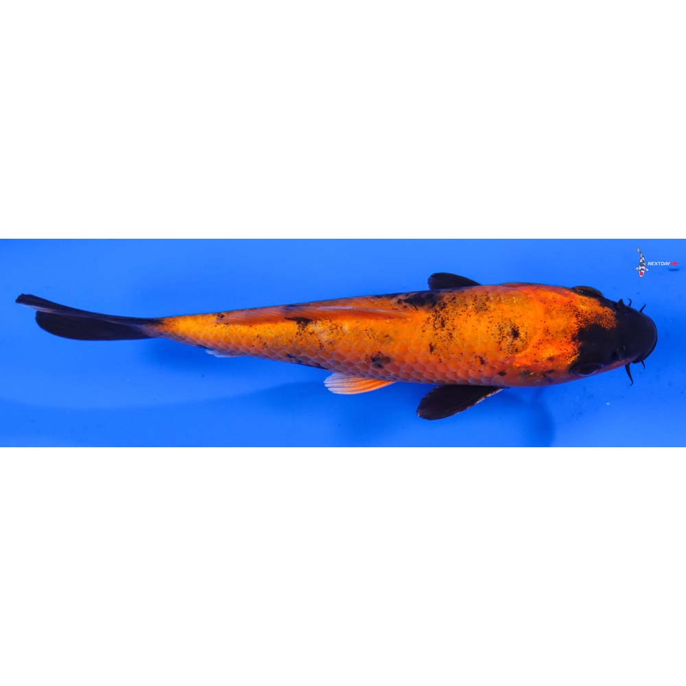 6” Imported Hi Utsuri