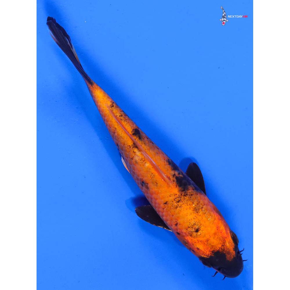 6” Imported Hi Utsuri