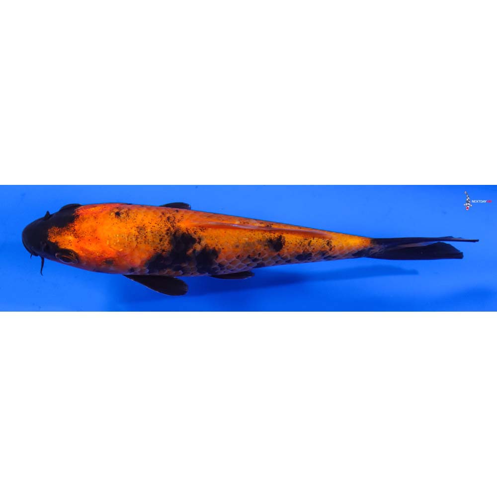 6” Imported Hi Utsuri