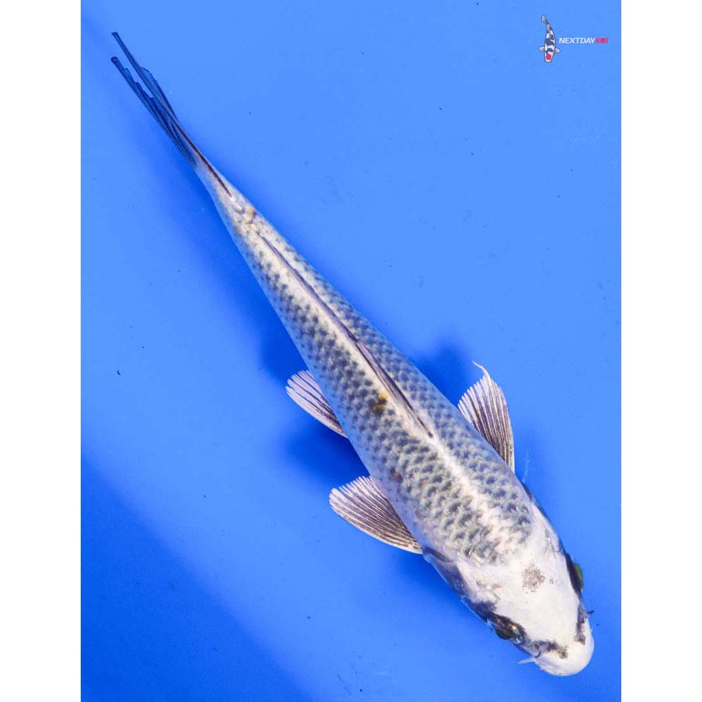 6” Imported Kujaku