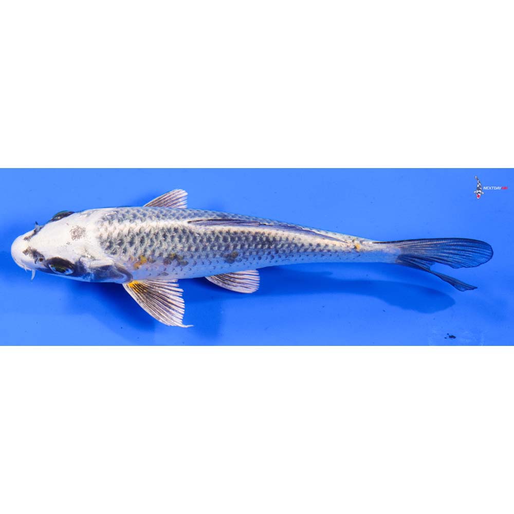 6” Imported Kujaku