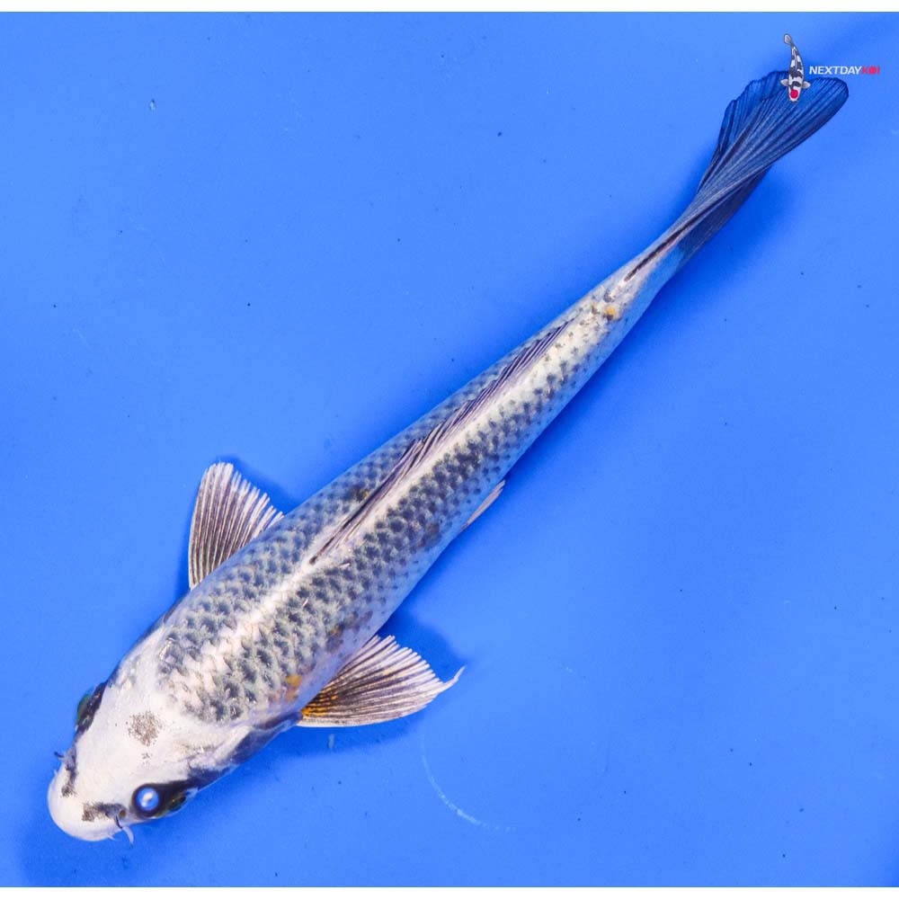 6” Imported Kujaku