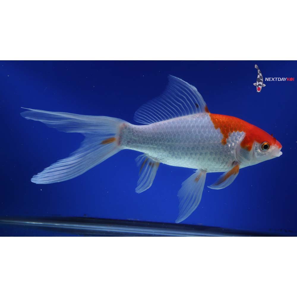 10” Imported Sarasa Comet