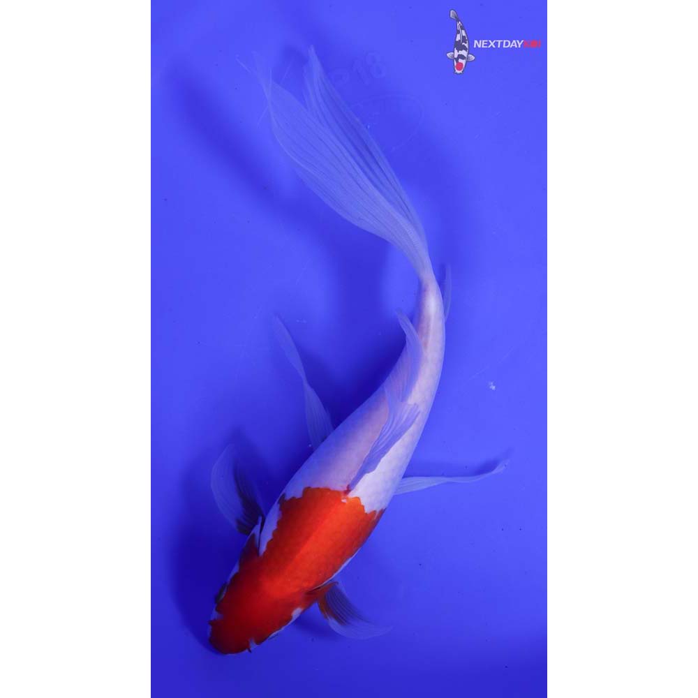 10” Imported Sarasa Comet