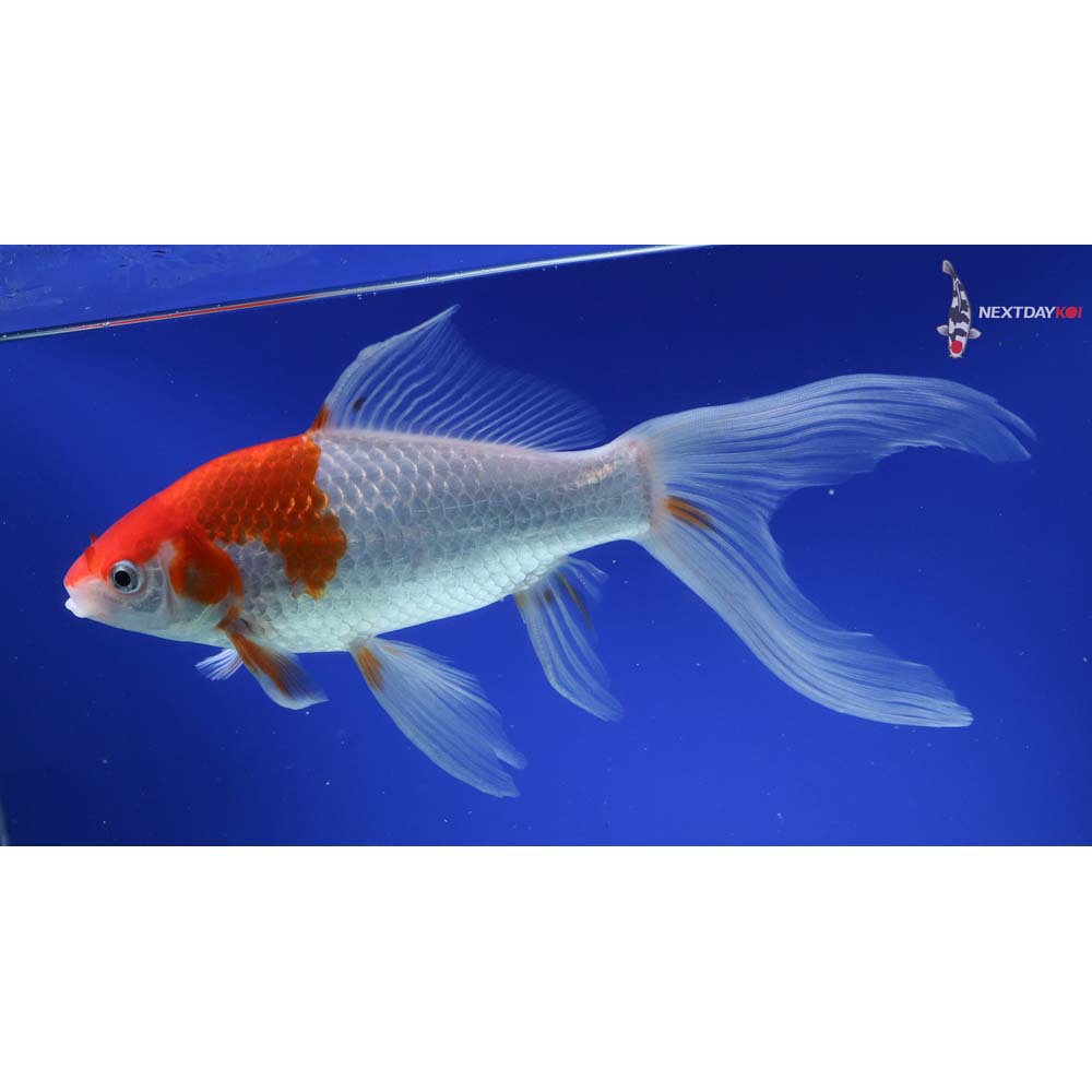 10” Imported Sarasa Comet