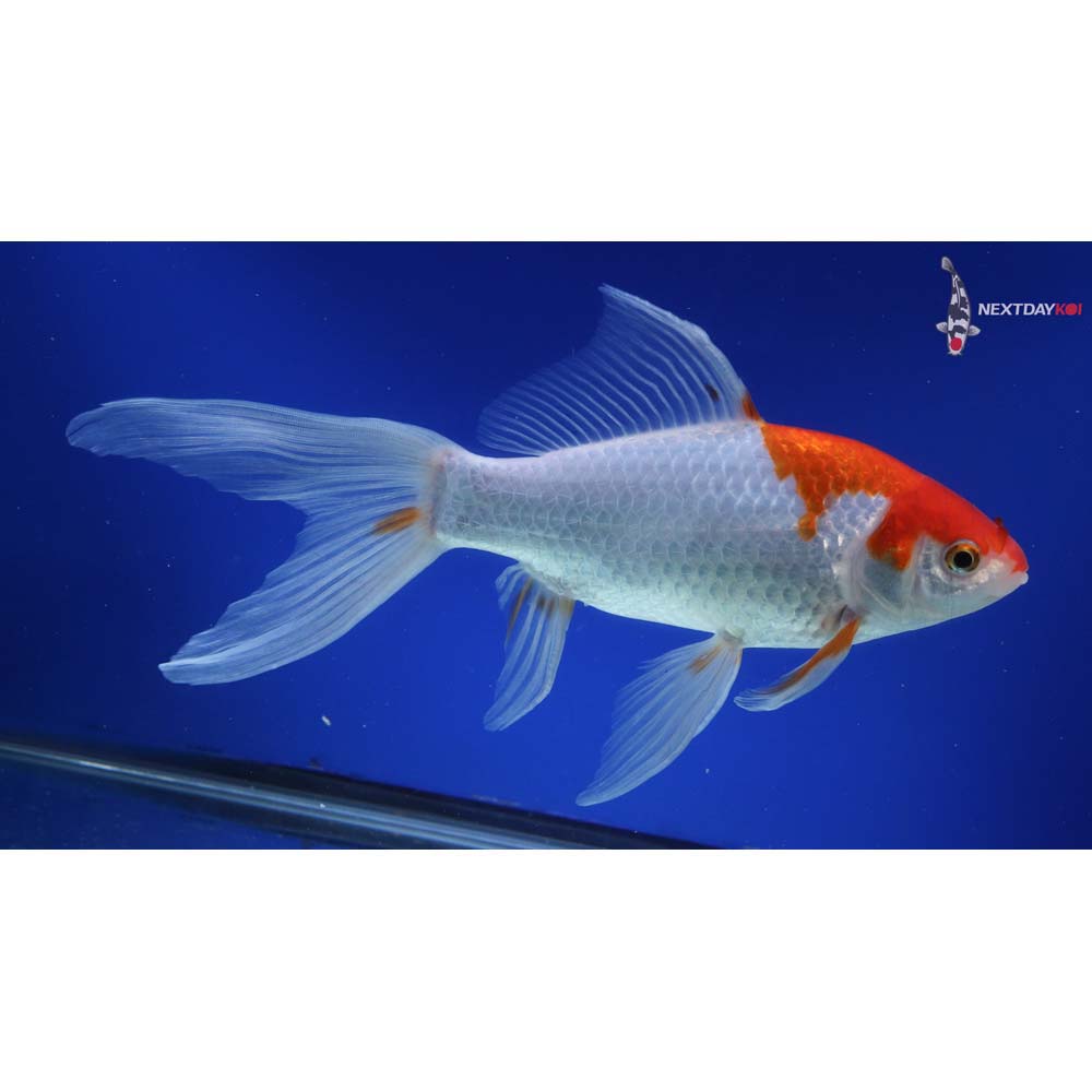 10” Imported Sarasa Comet