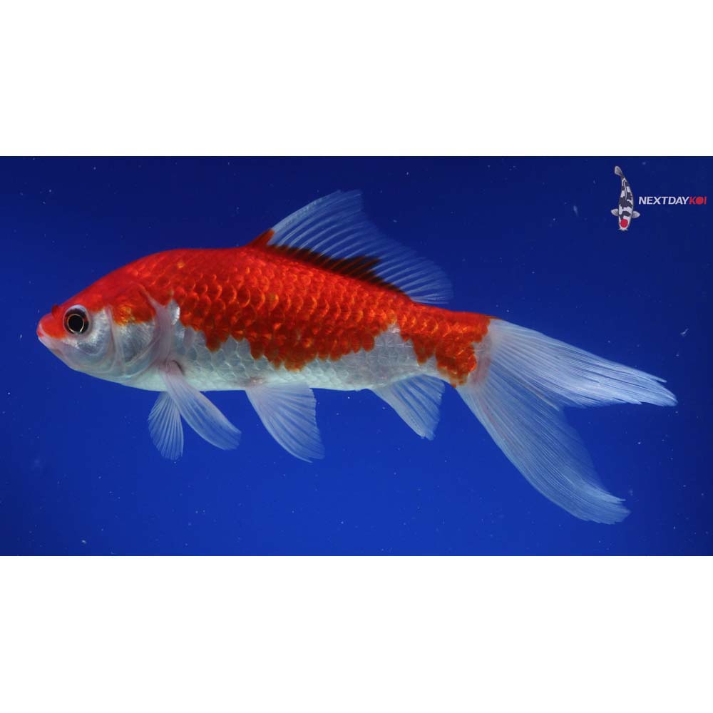 8” Imported Sarasa Comet