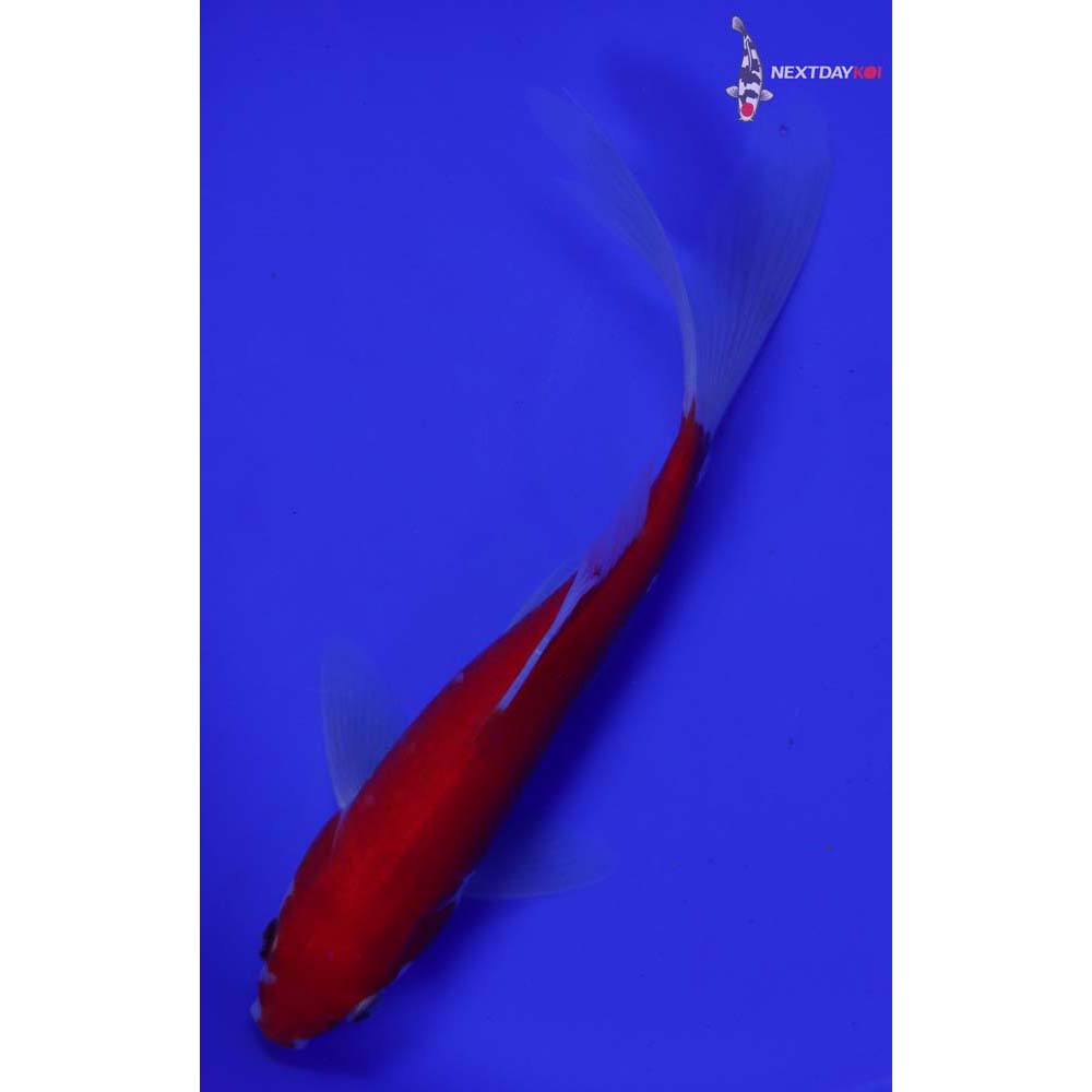 8” Imported Sarasa Comet