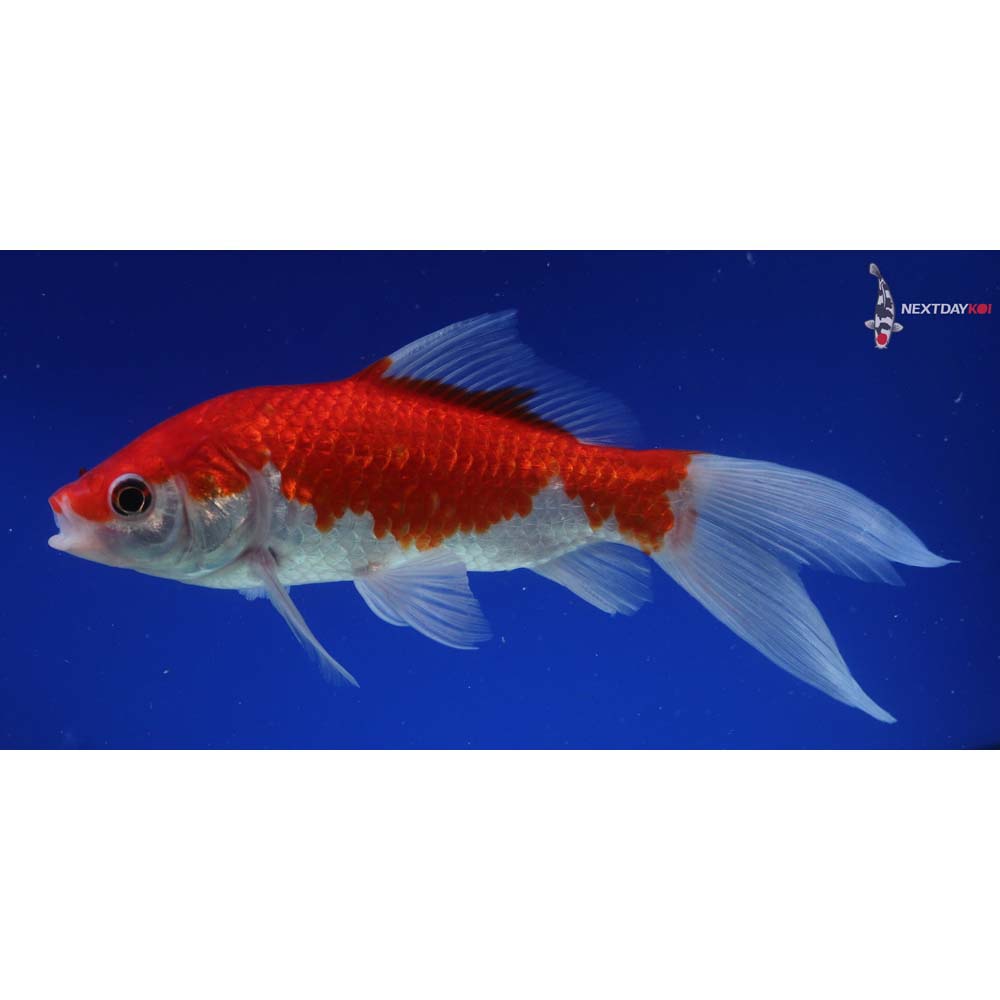 8” Imported Sarasa Comet