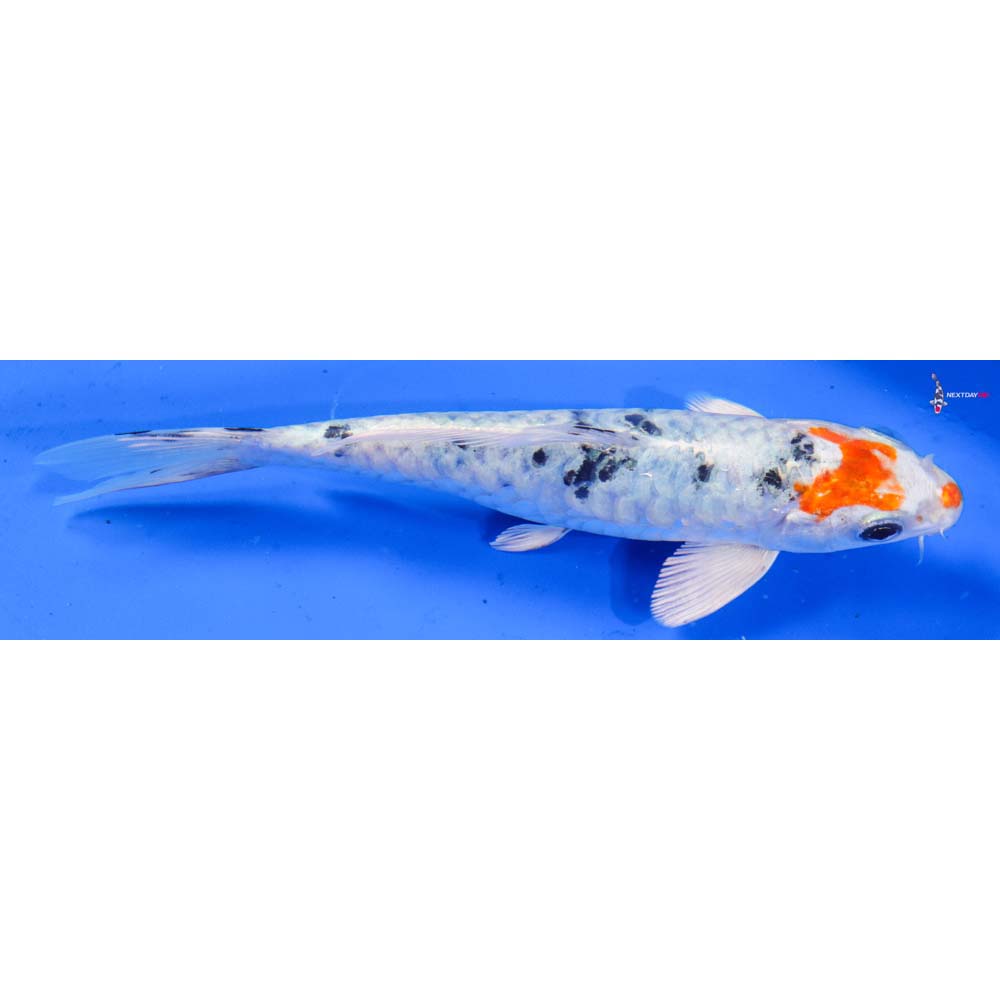 6.5” Imported Armor Scaled Yamato Nishiki