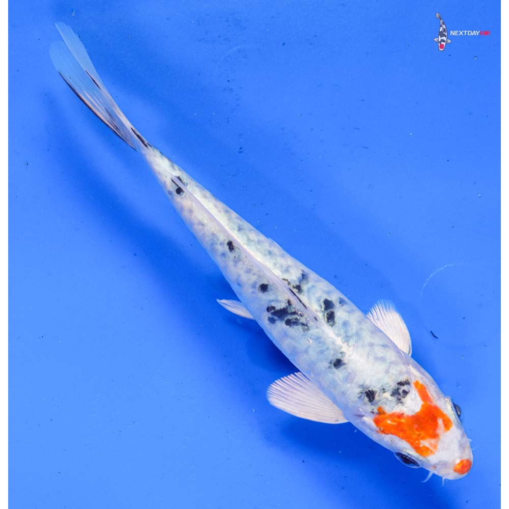 6.5” Imported Armor Scaled Yamato Nishiki