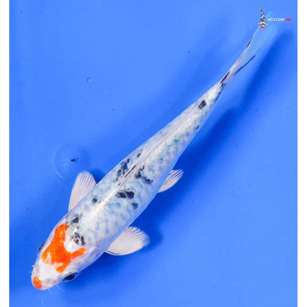 6.5” Imported Armor Scaled Yamato Nishiki