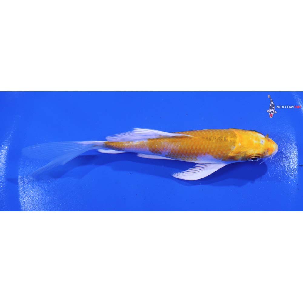 5” Imported Lemon Hariwake Butterfly Koi
