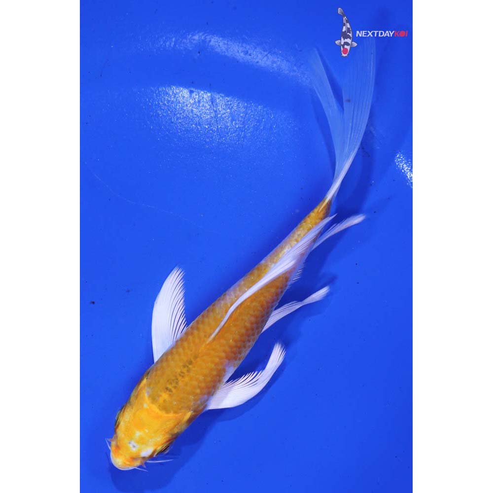 5” Imported Lemon Hariwake Butterfly Koi