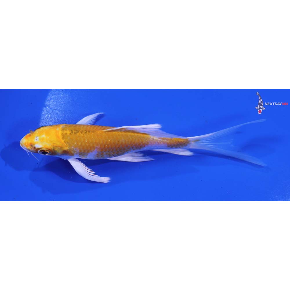 5” Imported Lemon Hariwake Butterfly Koi