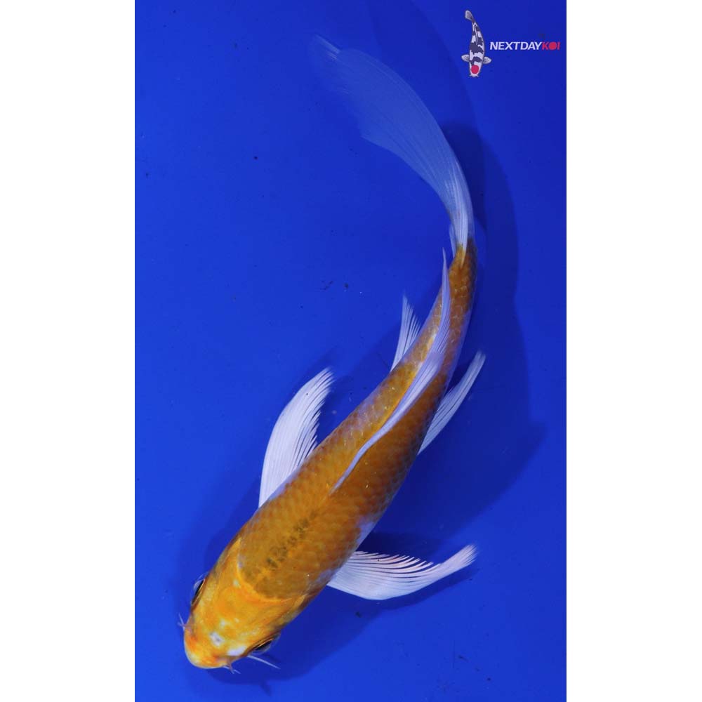 5” Imported Lemon Hariwake Butterfly Koi