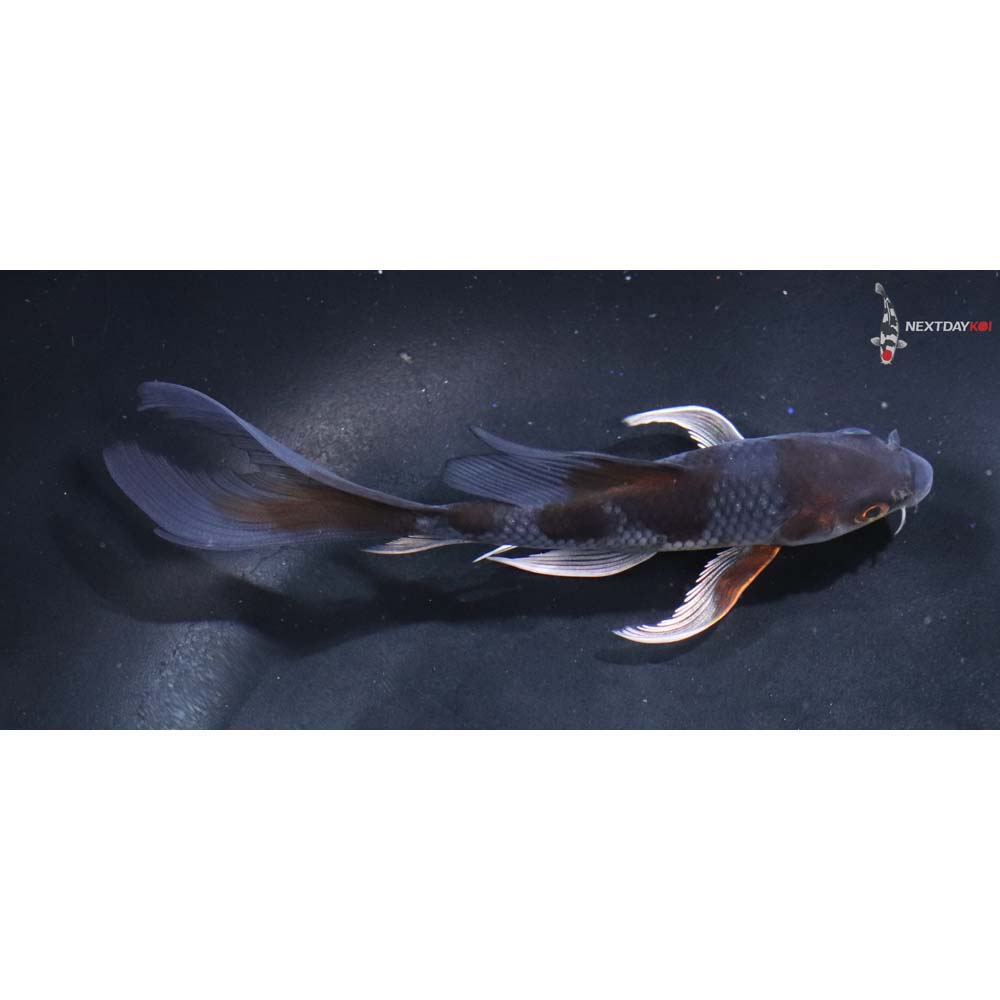 5” Imported Ochiba Shigure Butterfly Koi