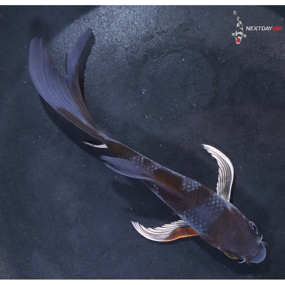 5” Imported Ochiba Shigure Butterfly Koi