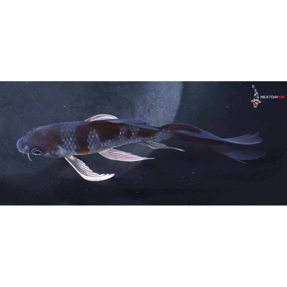 5” Imported Ochiba Shigure Butterfly Koi
