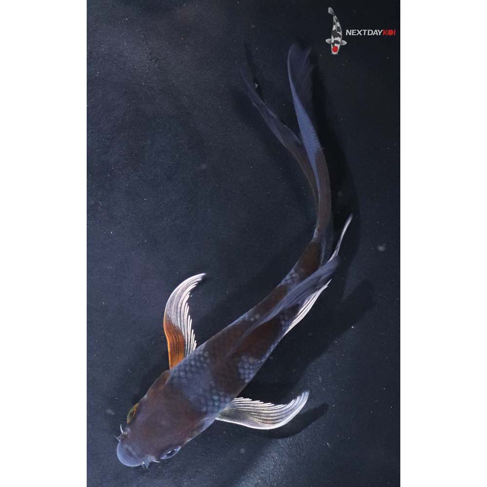 5” Imported Ochiba Shigure Butterfly Koi