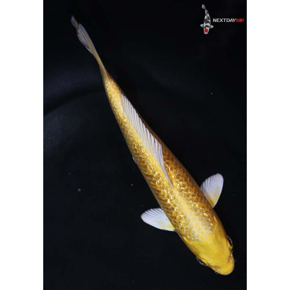 6” Imported Gin Rin Yamabuki Ogon