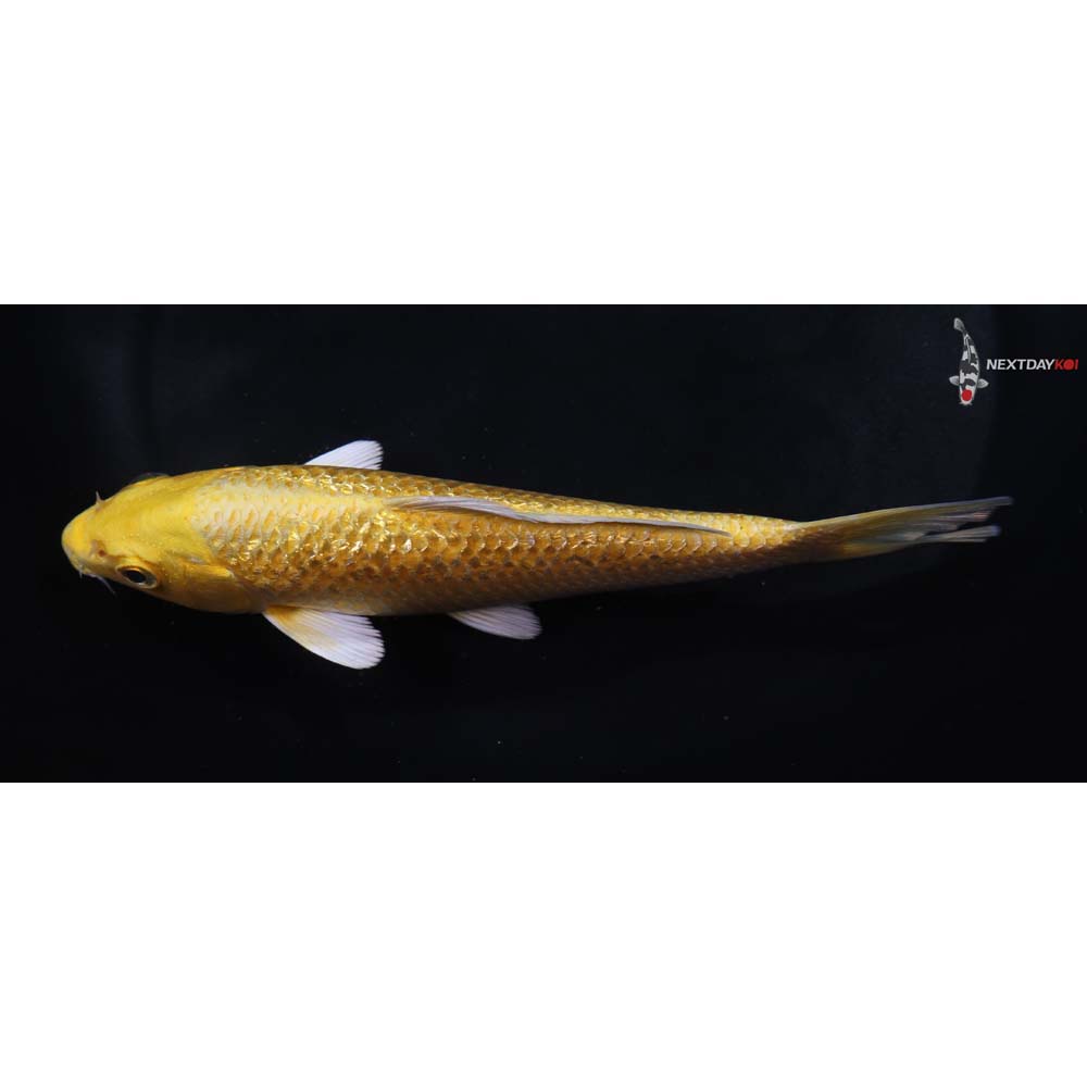 6” Imported Gin Rin Yamabuki Ogon