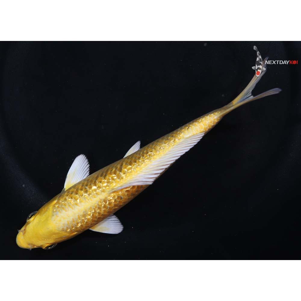 6” Imported Gin Rin Yamabuki Ogon