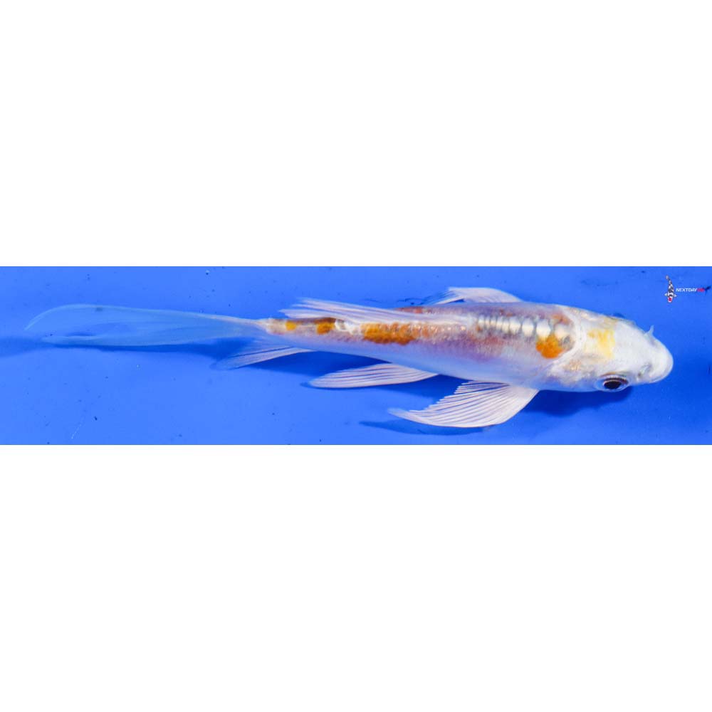 4” Imported Doitsu Lemon Hariwake Butterfly Koi