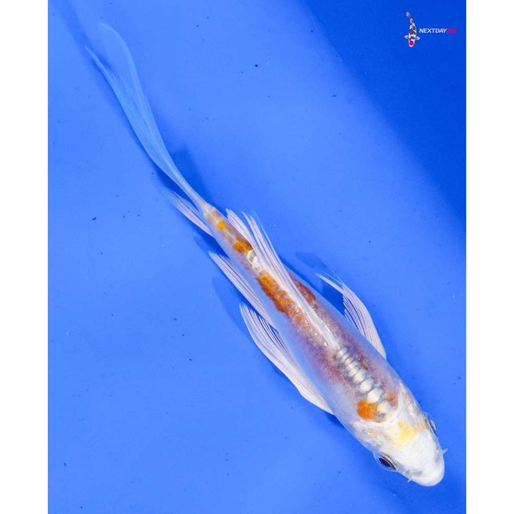 4” Imported Doitsu Lemon Hariwake Butterfly Koi