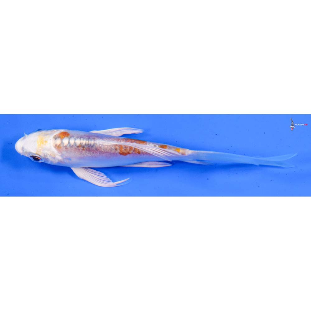 4” Imported Doitsu Lemon Hariwake Butterfly Koi