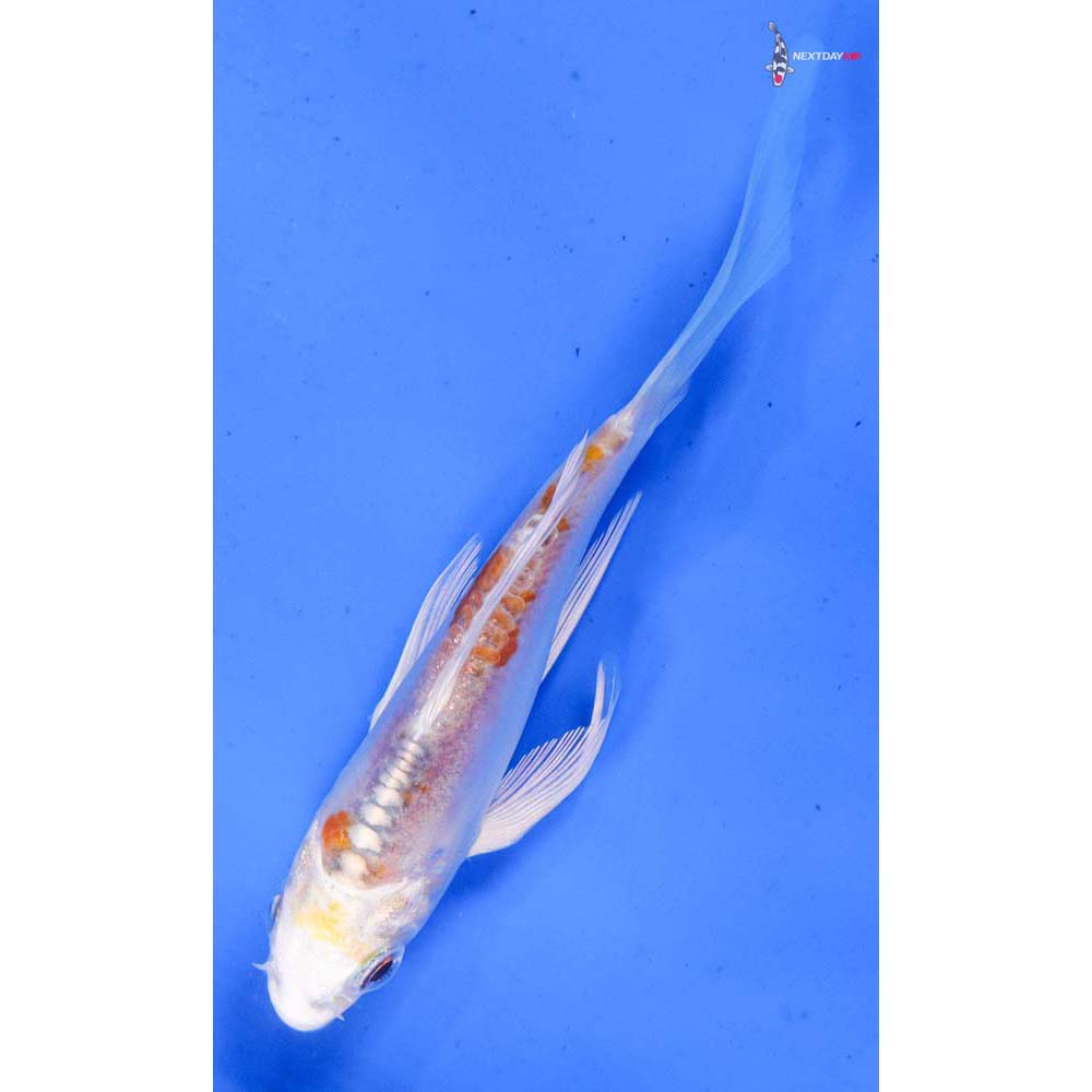 4” Imported Doitsu Lemon Hariwake Butterfly Koi
