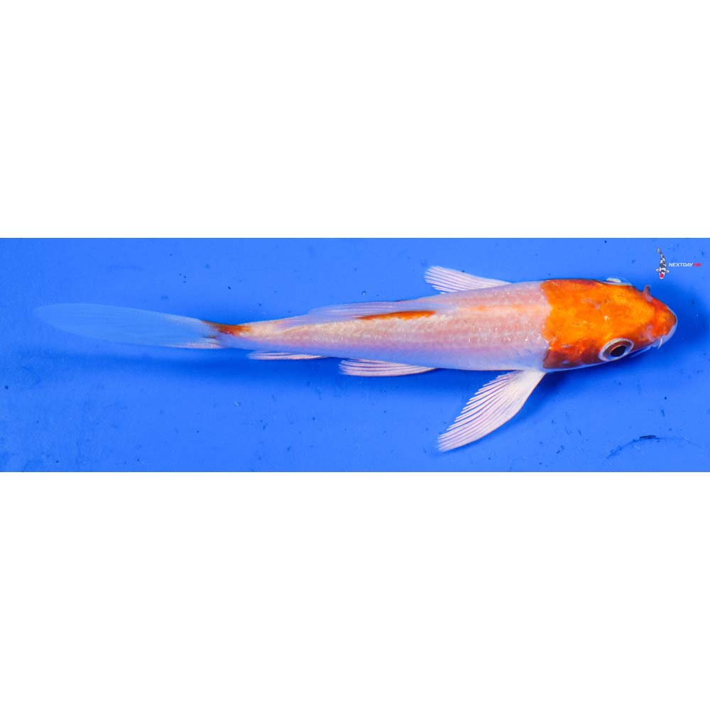 3.5” Imported Hariwake Butterfly Koi