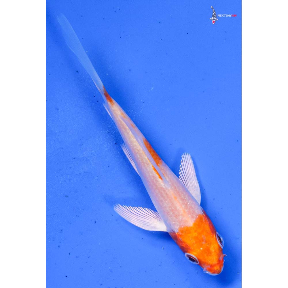 3.5” Imported Hariwake Butterfly Koi