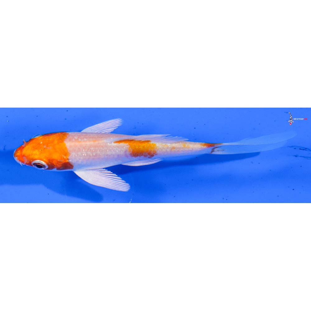 3.5” Imported Hariwake Butterfly Koi