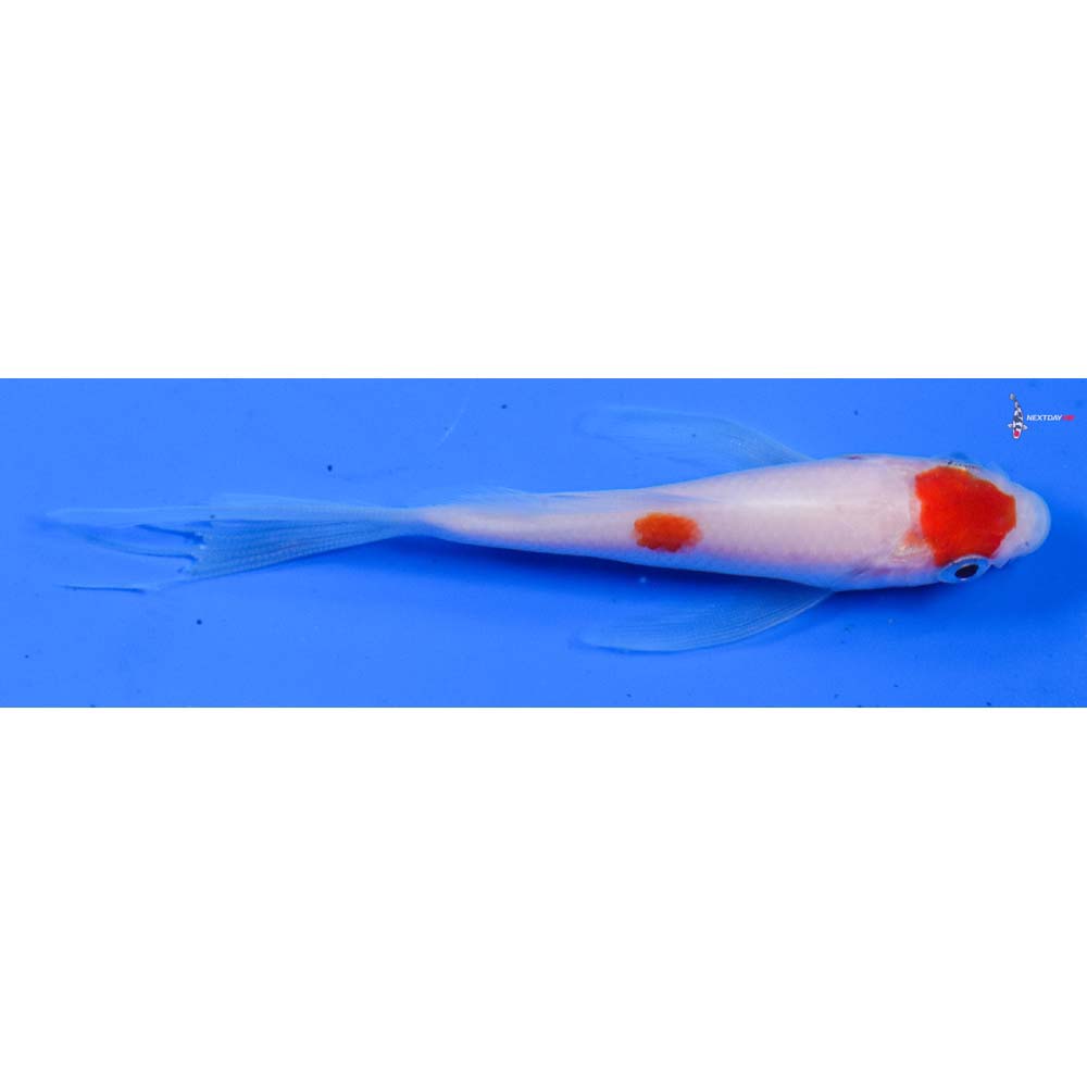 4” Imported Kohaku Butterfly Koi