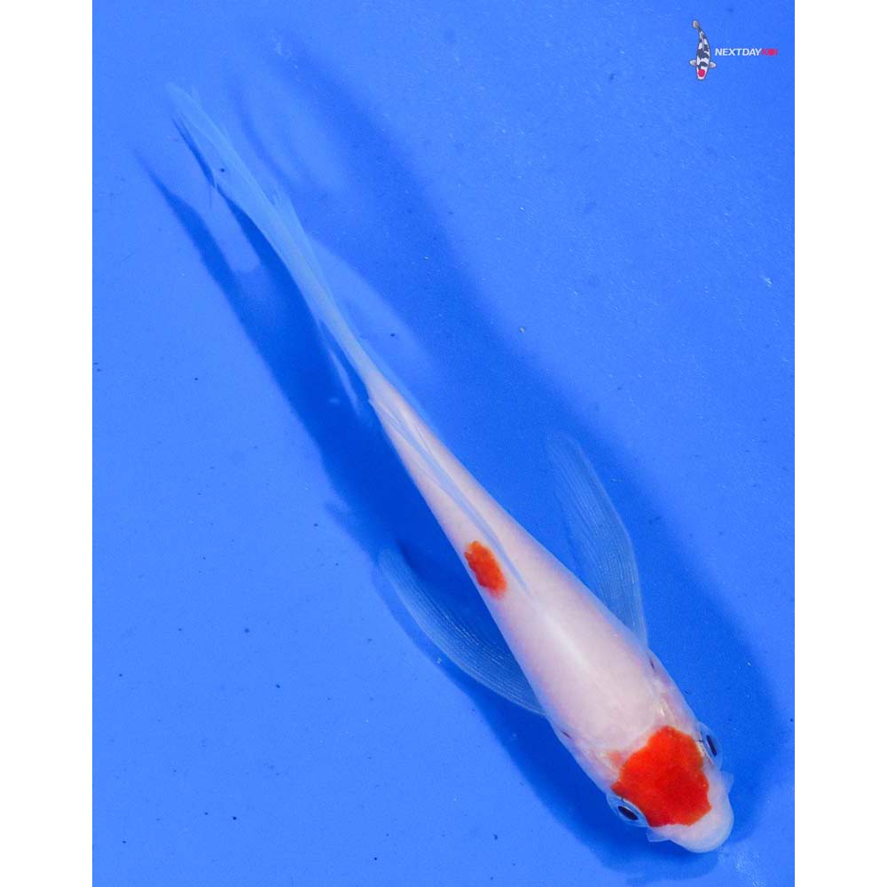 4” Imported Kohaku Butterfly Koi