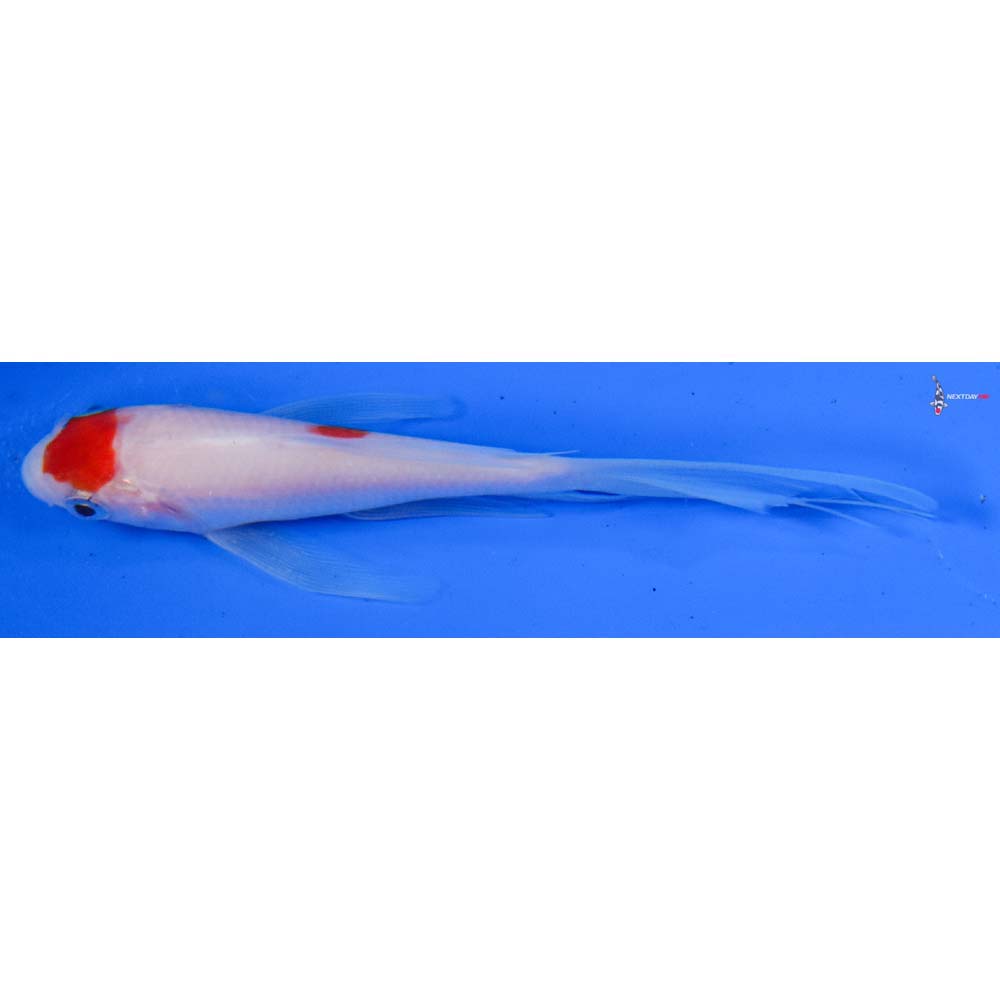 4” Imported Kohaku Butterfly Koi