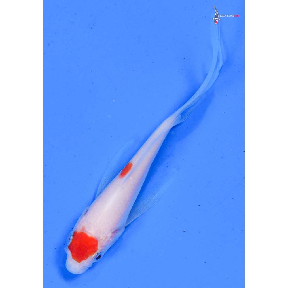 4” Imported Kohaku Butterfly Koi